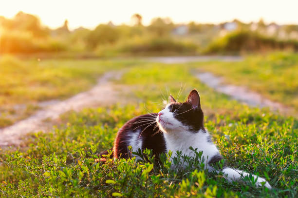 istock cute kitten lying in a Sunny green meadow on a warm summer evening funny raising her muzzle with a long mustache 1125096881