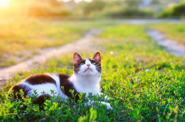 istock cute kitten lying in a Sunny green meadow on a warm summer evening funny raising her muzzle with a long mustache 1125097010