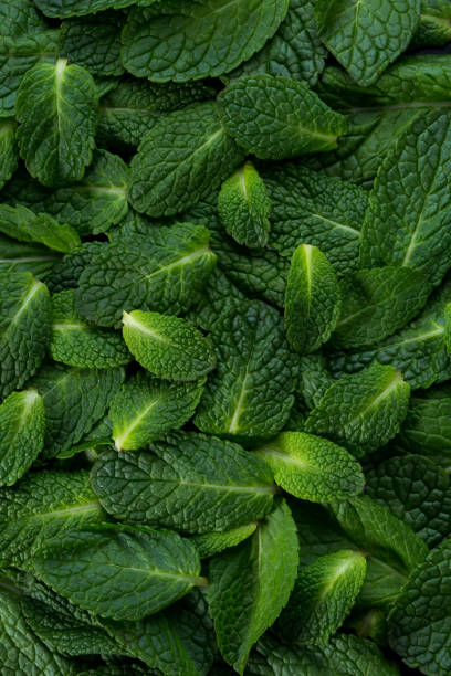 istock Mint leaves as a beautiful green natural background texture. Idea concept 1125097887