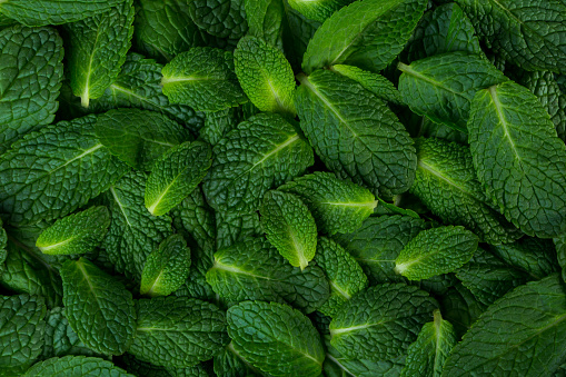 Mint leaves as a beautiful green natural background texture. Idea concept