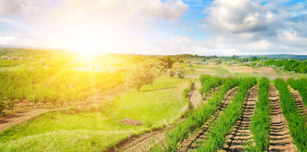 istock Garden with fruit trees and sunrise. 1125101073