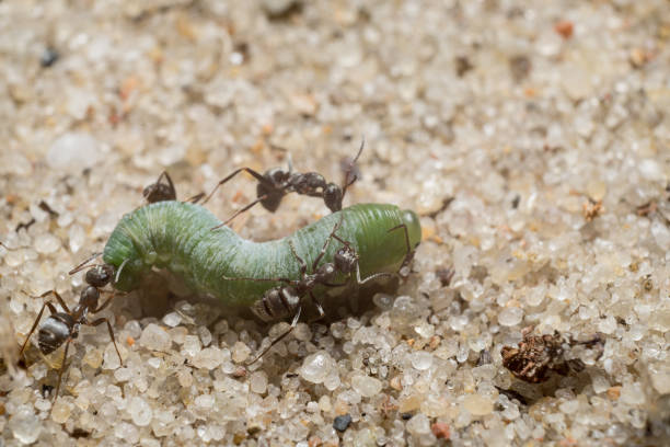 Green caterpillar and ants on the sand