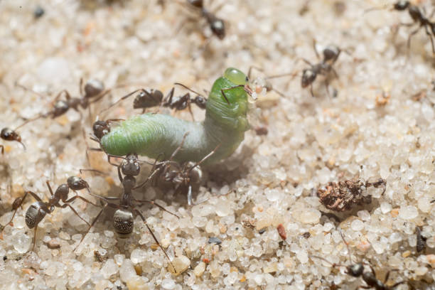 grüne raupe und ameisen auf dem sand - man made material fotos stock-fotos und bilder