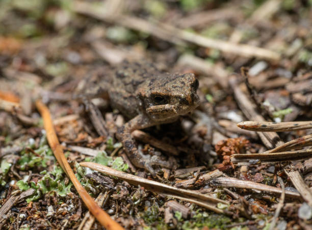 istock Frog on the sand covered with spruce needles 1125101958