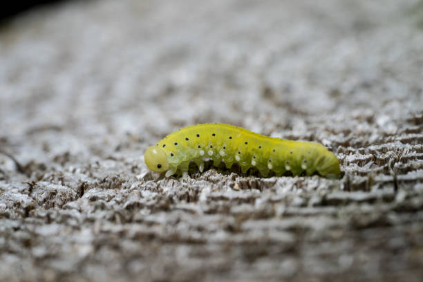 istock Green caterpillar with a black spots, wooden background. 1125102057