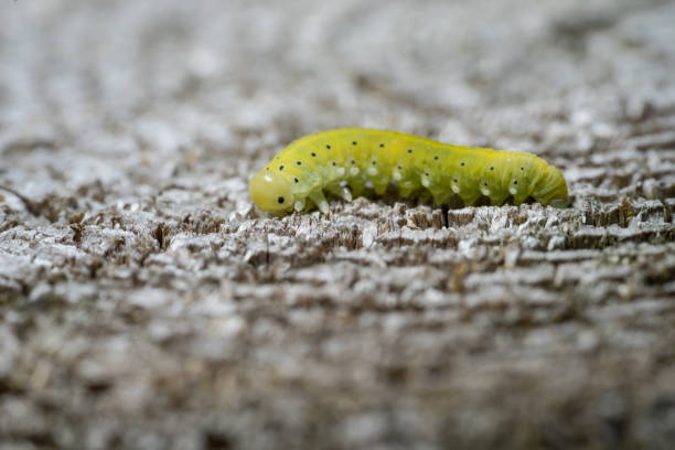 istock Green caterpillar with a black spots, wooden background. 1125102094