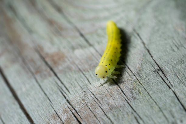 Green caterpillar with a black spots, wooden background.
