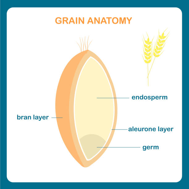 ilustraciones, imágenes clip art, dibujos animados e iconos de stock de esquema de la anatomía del grano. grano corona, endospermo, salvado capa, capa de aleurona, germen - endosperm