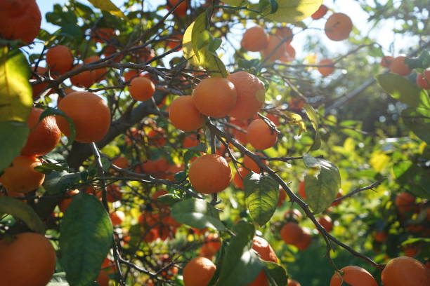 istock The lemon tangerine 1125103673