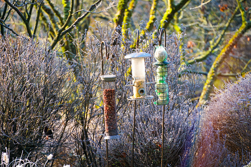 Nesting box with feed grains and cereal for birds during winter season in frozen garden