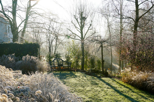 Winter at the pond in natural beautiful garden. A landscape view on a winter morning in frost & sunlight of a garden, plant borders, green frosty grass lawn brown. ornamental garden stock pictures, royalty-free photos & images