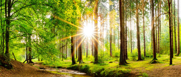 istock Sunrise in the forest 1125109373