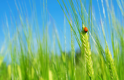 Natural background with ladybug on green barley