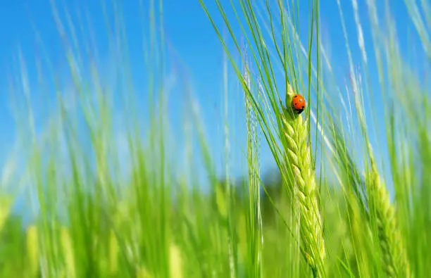 Photo of Ladybug on green barley spikelet.