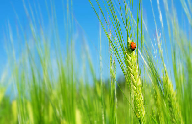 божья коровка на зеленой ячменной шипам. - barley grass field green стоковые фото и изображения