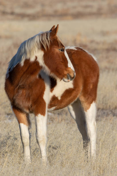 istock Cute Wild Horse Foal 1125110111