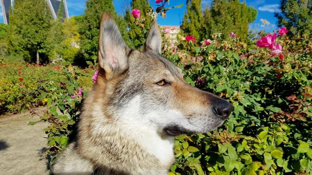 istock Czechoslovakian wolfhound 1125111560