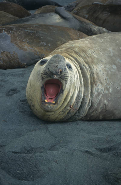 istock A baby sea elephant 1125112872