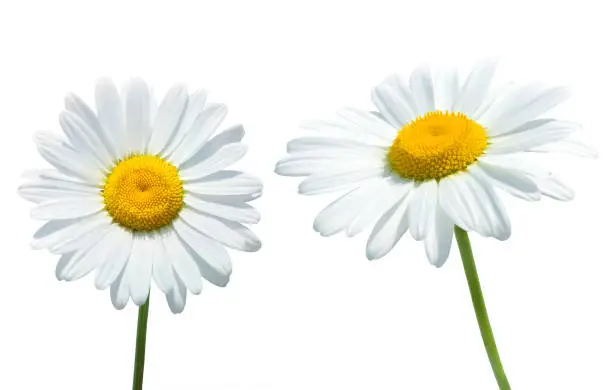 Photo of Daisy flowers isolated on white background