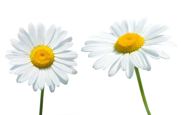 margarida flores isoladas no fundo branco - chamomile daisy sky flower - fotografias e filmes do acervo