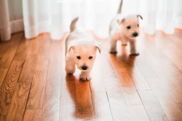 istock Two playful fluffy west terriers on the floor 1125116289