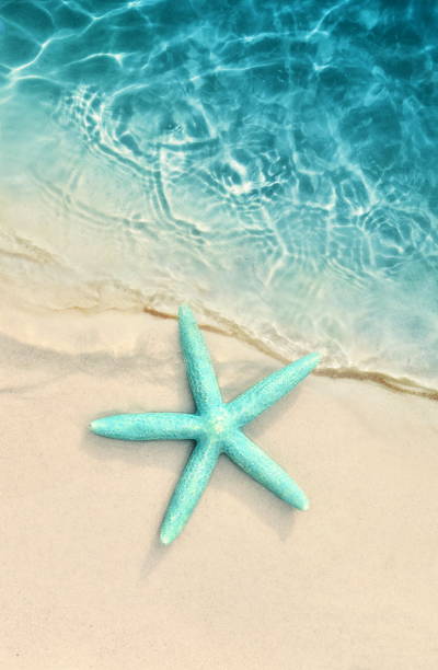 istock Starfish on the sand beach and sea as background. Summer beach. 1125116525