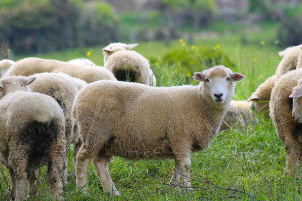 Sheep, The Catlins, South Island, New Zealand stock photo