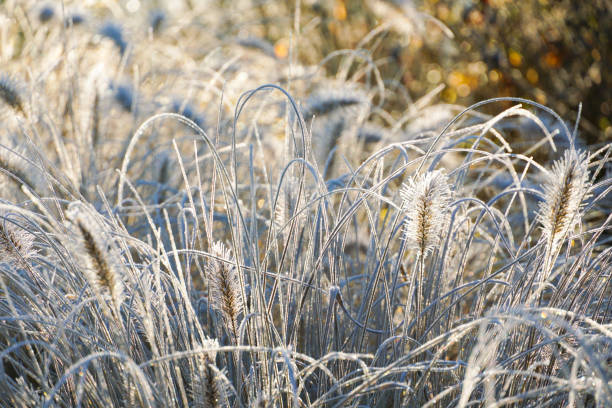 Frozen pennisetum alopecuroides, fountaingrass during cold winter Close up of ormental grass in garden. Chinese fountain grass or swamp grass during winter season. Belgium, Walloon Brabant. pennisetum stock pictures, royalty-free photos & images