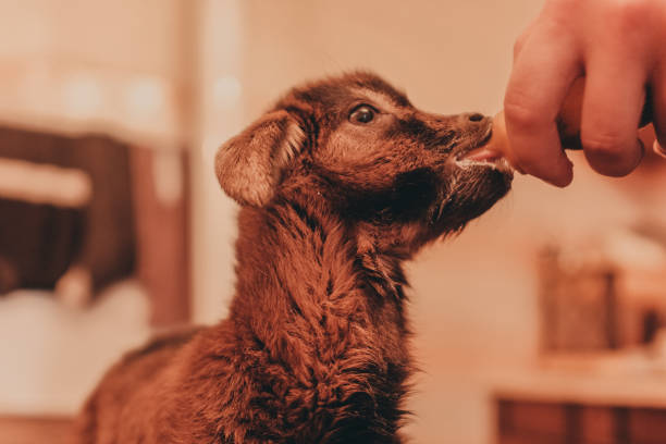 istock Bottle feeding baby goat 1125117591