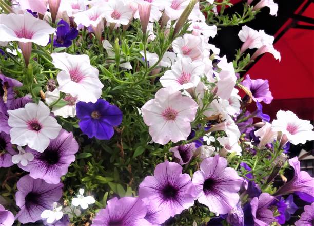 istock White and Light Purple Flowers - Part 1 1125118892
