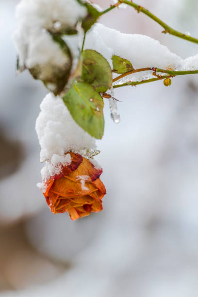 istock Snow on the roses 1125119181
