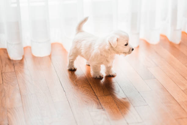 istock Cute west terrier puppy on the floor by the window 1125124145