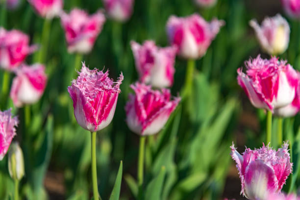 Tulips Pink Fringed Tulipa Huis Ten Bosch. Colorful Tulip flower fields. huis ten bosch stock pictures, royalty-free photos & images