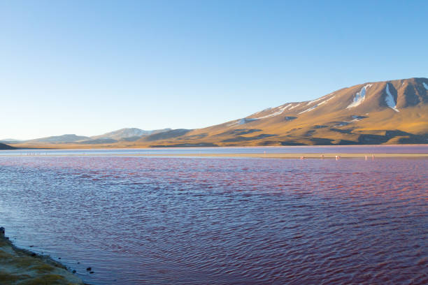 istock Laguna Colorada view, Bolivia 1125125425