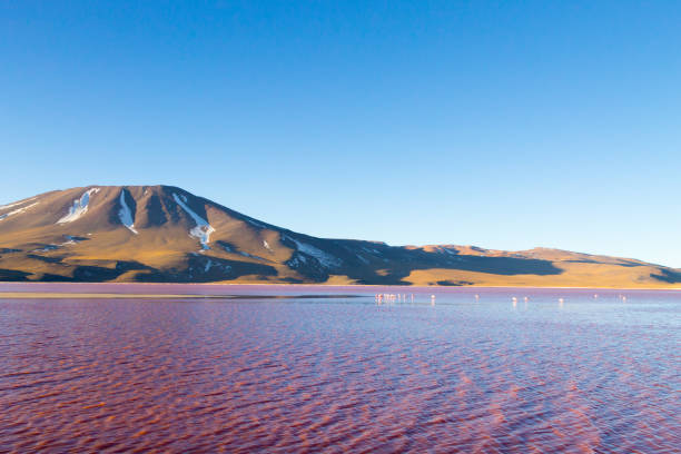 istock Laguna Colorada view, Bolivia 1125128531