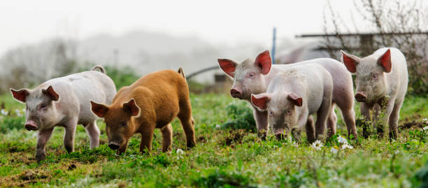 istock Different colours piglets on the organic farm 1125128805