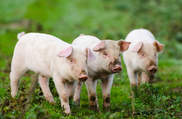 istock Piglets are looking into the camera in the danish fields with grass 1125128818