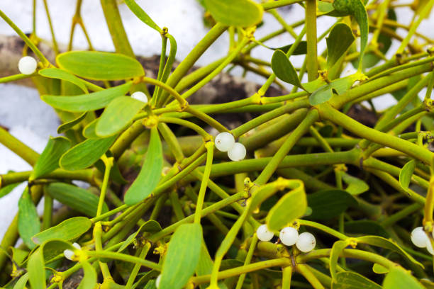 istock Mistletoe with white berries and green leaves growing on a tree. 1125128866