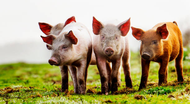 istock Different colours piglets on the organic farm 1125129036