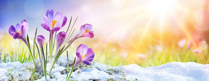 Primavera - crecimiento de Crocus de flor en la nieve con rayo de sol photo