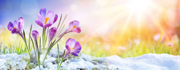 springtime - crocus flower growth in the snow with sunbeam - crocus nature purple green imagens e fotografias de stock