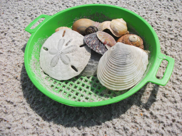 dollar de sable et de coquillages en plastique vert tamis - saupoudreuse à farine photos et images de collection