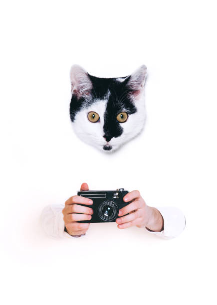 istock Cat holding retro camera, close up on white background. 1125132765