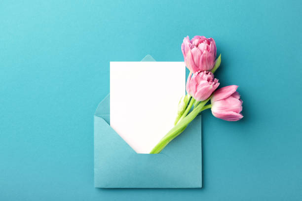 Pink tulips and white card in envelope. Three pink tulips in turquoise envelope on turquoise background. Mockup with white card. Flat lay, top view. pink envelope stock pictures, royalty-free photos & images