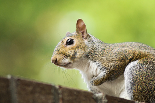 Close up side view of an eastern grey squirrel walking along a brick ledge of an outdoor patio. It has one paw tucked close to its chest.