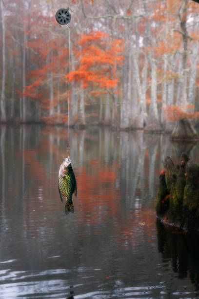 Photo of Mechanical Fisher Automatic Fishing Reel. Black crappie ( Pomoxis nigromaculatus). Beautiful bald cypress trees in autumn rusty-colored foliage. Chicot State Park, Louisiana, US