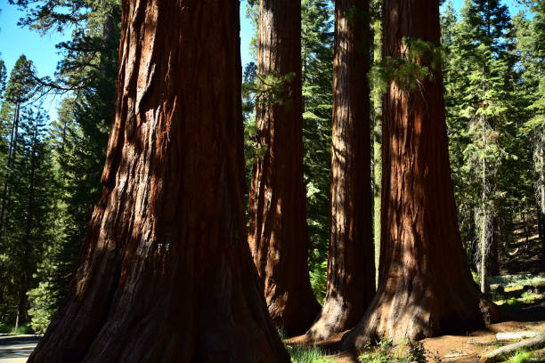 istock Mariposa Grove, Yosemite 1125137878
