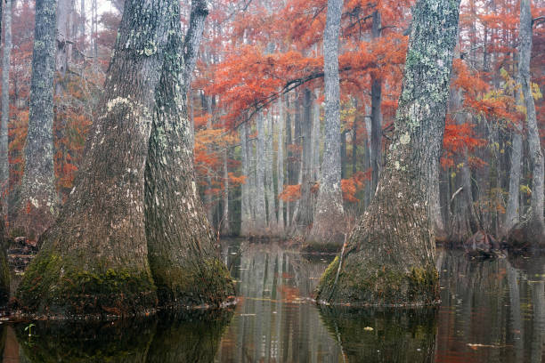 Photo of Beautiful bald cypress trees in autumn rusty-colored foliage and Nyssa aquatica water tupelo, their reflections in lake water. Chicot State Park, Louisiana, US