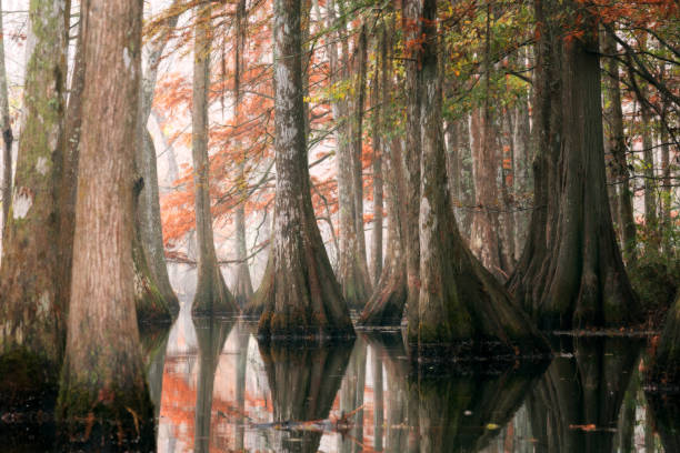 Photo of Beautiful bald cypress trees in autumn rusty-colored foliage and Nyssa aquatica water tupelo, their reflections in lake water. Chicot State Park, Louisiana, US
