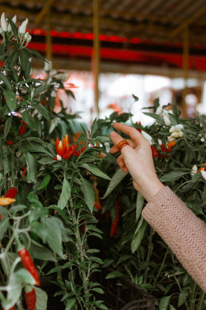 istock Hand holding red chili pepper 1125141371